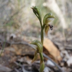 Oligochaetochilus aciculiformis (Needle-point rustyhood) at Canberra Central, ACT - 27 Sep 2014 by AaronClausen