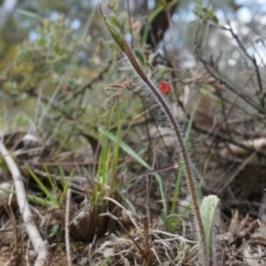 Caladenia atrovespa (Green-comb Spider Orchid) at Canberra Central, ACT - 27 Sep 2014 by AaronClausen