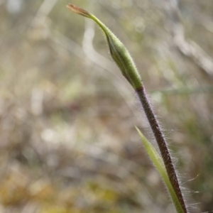 Caladenia atrovespa at Canberra Central, ACT - suppressed