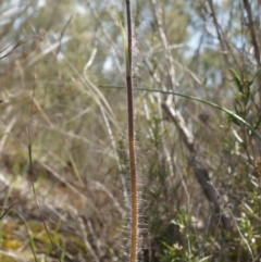 Caladenia atrovespa at Canberra Central, ACT - suppressed