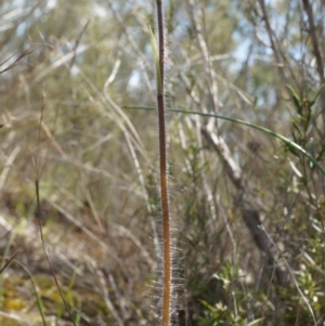 Caladenia atrovespa at Canberra Central, ACT - suppressed