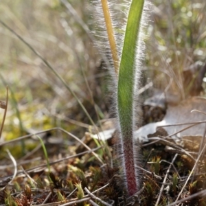 Caladenia atrovespa at Canberra Central, ACT - suppressed