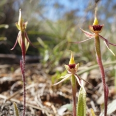 Caladenia actensis (Canberra Spider Orchid) at Hackett, ACT by AaronClausen