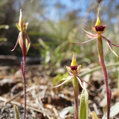 Caladenia actensis (Canberra Spider Orchid) at Hackett, ACT by AaronClausen
