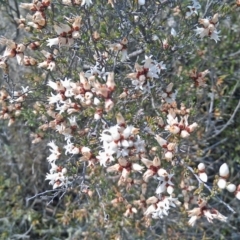 Cryptandra speciosa subsp. speciosa (Silky Cryptandra) at Pine Island to Point Hut - 26 Sep 2014 by galah681