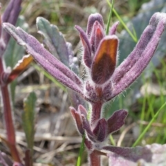 Ajuga australis (Austral Bugle) at P11 - 27 Sep 2014 by AaronClausen