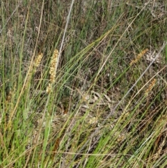 Carex appressa (Tall Sedge) at Bruce, ACT - 27 Sep 2014 by galah681