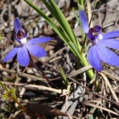 Cyanicula caerulea (Blue Fingers, Blue Fairies) at Bruce, ACT - 27 Sep 2014 by galah681