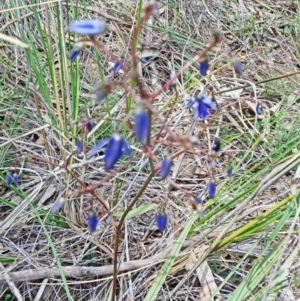 Dianella revoluta var. revoluta at Canberra Central, ACT - 27 Sep 2014