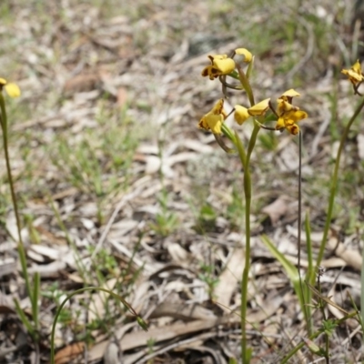 Diuris pardina (Leopard Doubletail) at Hackett, ACT - 27 Sep 2014 by AaronClausen