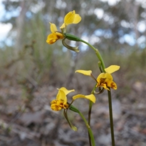 Diuris nigromontana at Canberra Central, ACT - 27 Sep 2014