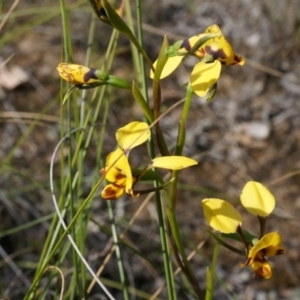 Diuris nigromontana at Canberra Central, ACT - 27 Sep 2014