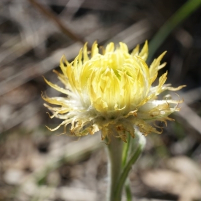 Coronidium scorpioides (Button Everlasting) at Canberra Central, ACT - 27 Sep 2014 by AaronClausen