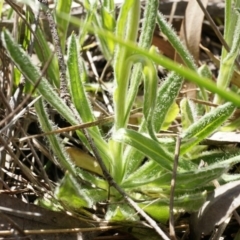 Coronidium scorpioides at Canberra Central, ACT - 27 Sep 2014 02:07 PM