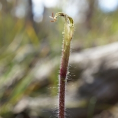 Caladenia atrovespa (Green-comb Spider Orchid) at Canberra Central, ACT - 27 Sep 2014 by AaronClausen