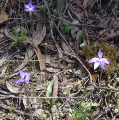 Glossodia major (Wax Lip Orchid) at Point 38 - 27 Sep 2014 by galah681