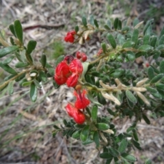 Grevillea alpina (Mountain Grevillea / Cat's Claws Grevillea) at Canberra Central, ACT - 27 Sep 2014 by galah681