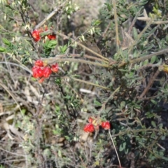 Grevillea alpina at Canberra Central, ACT - 27 Sep 2014 11:39 AM