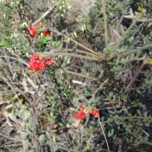 Grevillea alpina at Canberra Central, ACT - 27 Sep 2014 11:39 AM