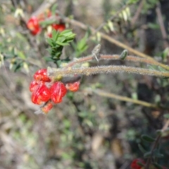 Grevillea alpina at Canberra Central, ACT - 27 Sep 2014 11:39 AM