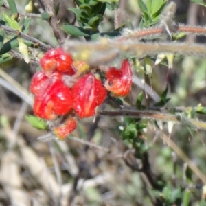 Grevillea alpina at Canberra Central, ACT - 27 Sep 2014 11:39 AM