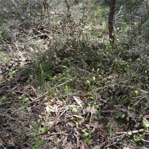 Pterostylis nutans at Point 5204 - suppressed