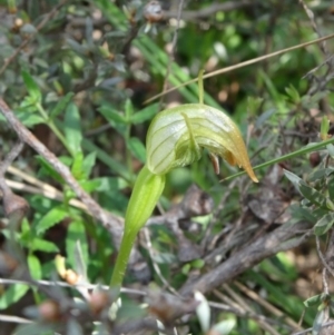 Pterostylis pedunculata at Canberra Central, ACT - suppressed