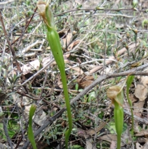 Pterostylis pedunculata at Canberra Central, ACT - suppressed