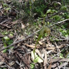 Pterostylis pedunculata at Canberra Central, ACT - suppressed