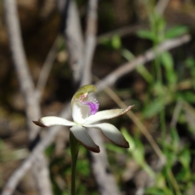 Caladenia ustulata (Brown Caps) at Point 38 - 27 Sep 2014 by galah681