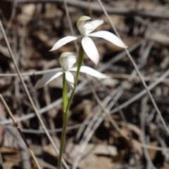 Caladenia ustulata (Brown Caps) at Point 38 - 27 Sep 2014 by galah681