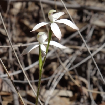 Caladenia ustulata (Brown Caps) at Point 38 - 27 Sep 2014 by galah681