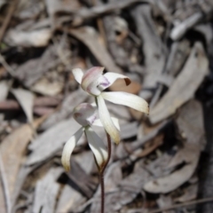 Caladenia ustulata (Brown Caps) at Bruce, ACT - 27 Sep 2014 by galah681