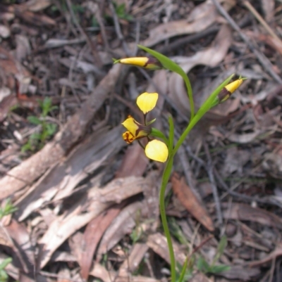 Diuris pardina (Leopard Doubletail) at Canberra Central, ACT - 26 Sep 2014 by waltraud