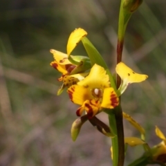 Diuris pardina at Canberra Central, ACT - 27 Sep 2014