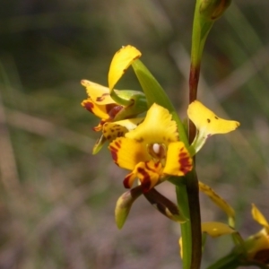 Diuris pardina at Canberra Central, ACT - 27 Sep 2014