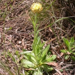 Coronidium scorpioides (Button Everlasting) at Canberra Central, ACT - 26 Sep 2014 by waltraud