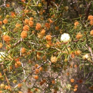 Acacia ulicifolia at Canberra Central, ACT - 24 Sep 2014 12:00 AM