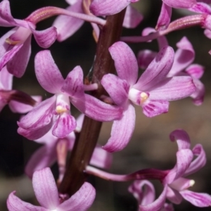 Dipodium roseum at Canberra Central, ACT - suppressed