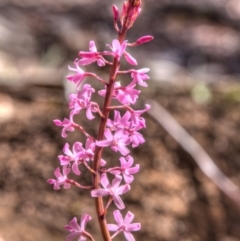 Dipodium roseum at Canberra Central, ACT - suppressed