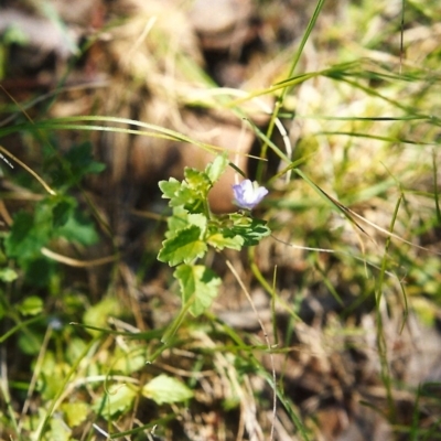 Veronica calycina (Hairy Speedwell) at Tuggeranong Hill - 27 Nov 1999 by michaelb