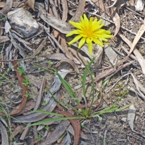 Microseris walteri at Bruce, ACT - 27 Sep 2014 11:05 AM