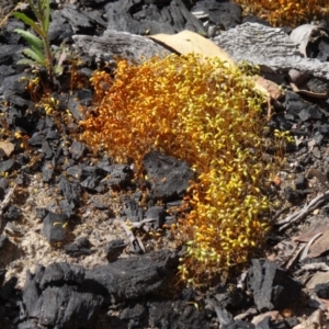 Funaria hygrometrica at Bruce, ACT - 27 Sep 2014 11:20 AM