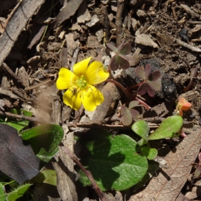 Oxalis (genus) (Wood Sorrel) at Canberra Central, ACT - 27 Sep 2014 by galah681