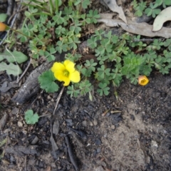 Oxalis sp. at Canberra Central, ACT - 27 Sep 2014 12:05 PM