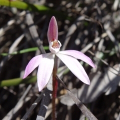 Caladenia fuscata (Dusky Fingers) at Bruce, ACT - 27 Sep 2014 by galah681