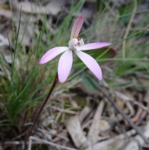 Caladenia fuscata at Bruce, ACT - suppressed