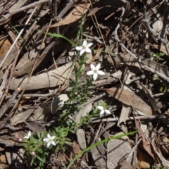 Rhytidosporum procumbens at Canberra Central, ACT - 27 Sep 2014 11:46 AM