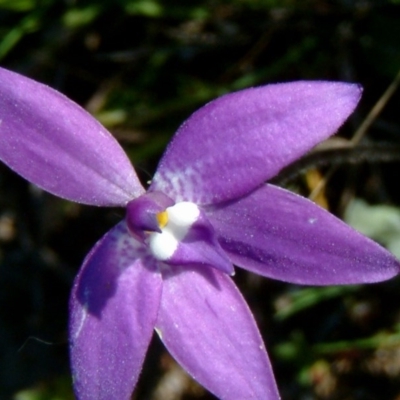 Glossodia major (Wax Lip Orchid) at Kambah, ACT - 27 Sep 2014 by julielindner