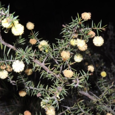 Acacia ulicifolia (Prickly Moses) at Rob Roy Range - 23 Sep 2014 by MichaelBedingfield